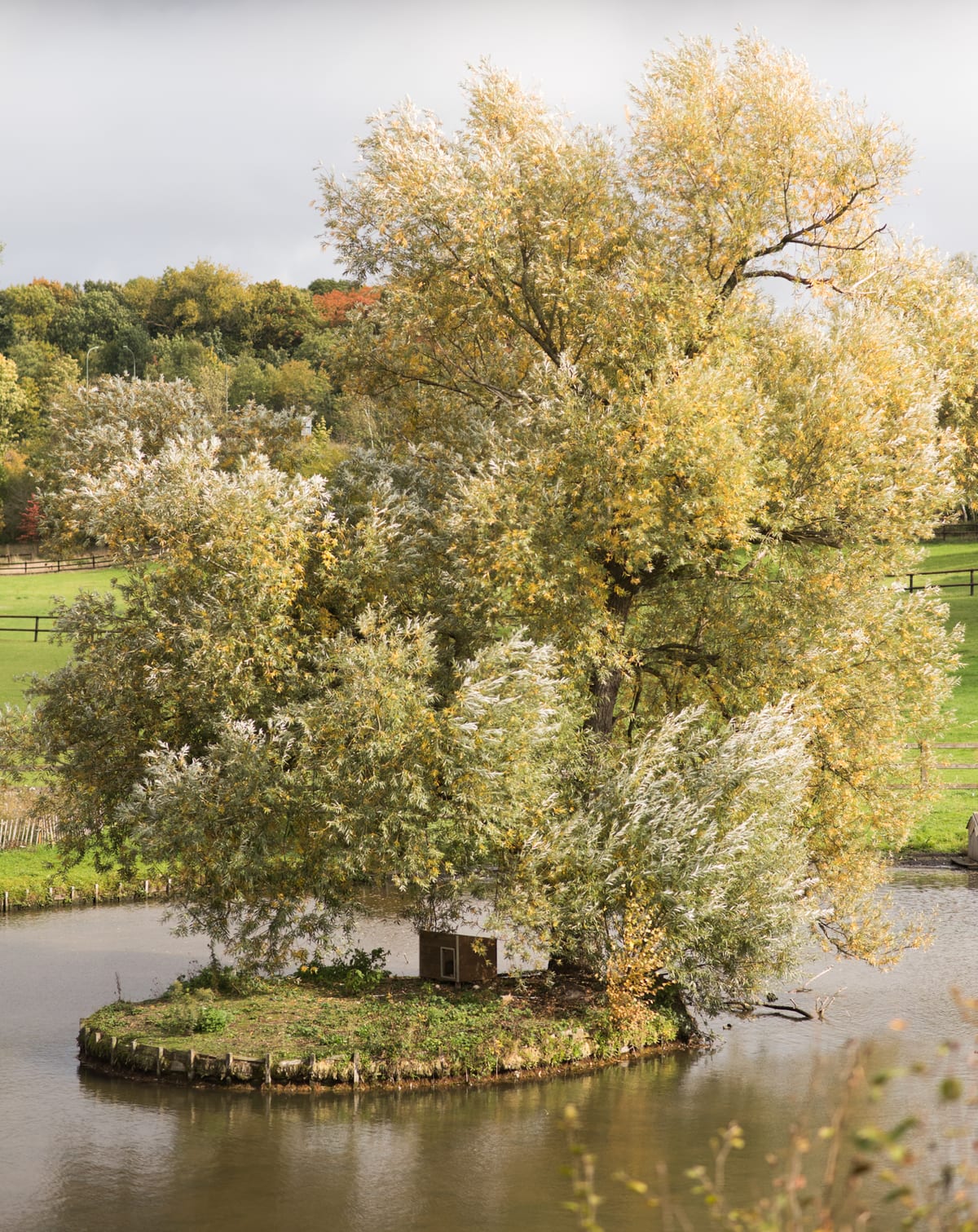 Îlot boisé au milieu d'un étang de campagne, feuillages dorés d'automne